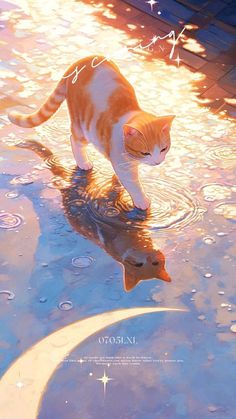 an orange and white cat standing on top of water