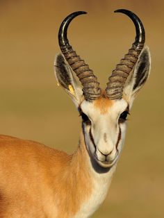 an antelope with long horns standing in the grass