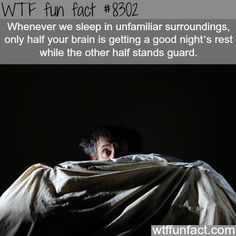 Brain Sleep, New Facts, Brain Facts, History Facts Interesting, Psychology Fun Facts, Funny Random, Did You Know Facts, Random Facts