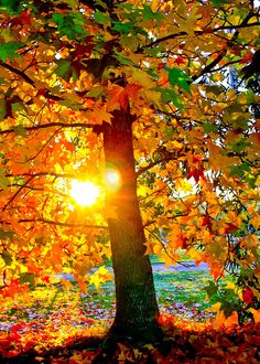 the sun shines brightly through an autumn tree