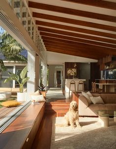 a dog sitting in the middle of a living room