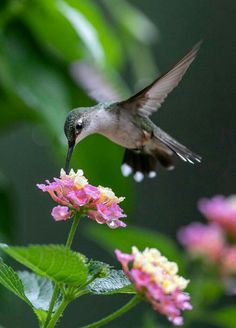 a hummingbird is flying over some pink flowers