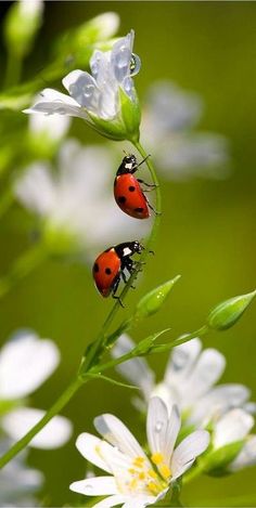 two ladybugs sitting on top of white flowers