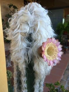 a white dog with long hair holding a pink flower in its mouth and looking at the camera