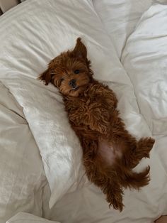 a small brown dog laying on top of a white bed covered in blankets and pillows