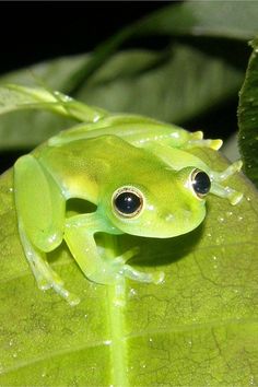 a green frog sitting on top of a leaf