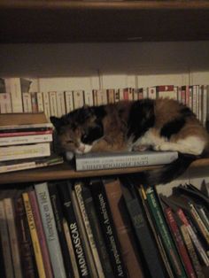 a cat sleeping on top of a book shelf