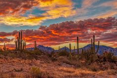 the sun is setting in the desert with many cacti