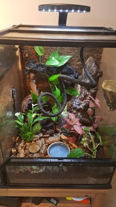 a fish tank filled with plants and rocks