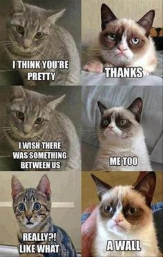 four different types of cats with caption that says, i think you're pretty