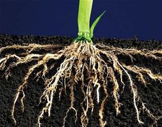 a close up of a plant with roots on top of it's soil and blue sky in the background