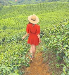 a woman in a red dress and straw hat walks through a tea plantation with her back to the camera