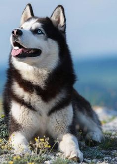 a black and white husky dog laying in the grass with its tongue out looking up