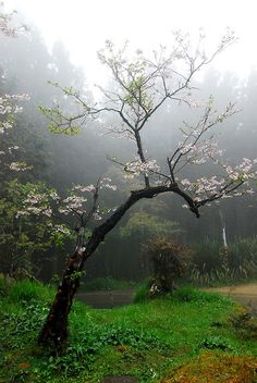 a tree with white flowers in the foggy forest