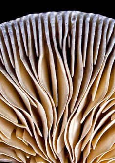 a close up view of the underside of a mushroom's leafy structure, with black background