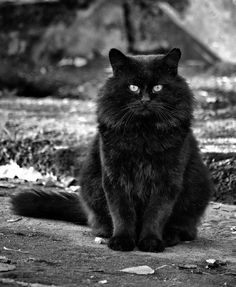 a black cat is sitting on the ground