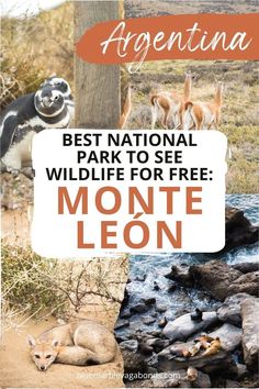 Monte León National Park is a paradise for wildlife and adventure lovers! Located in Patagonia, Argentina, this park offers unique experiences like penguin watching, coastal hikes, and stunning landscapes. Perfect for your Argentina travel guide or bucket list, this post explores the top things to do and see. Whether you're into hiking national parks or seeking outdoor travel adventures, Monte León has it all! Latin America Travel, South America Destinations, Iguazu Falls, Hiking National Parks, Central America Travel, Patagonia Argentina, Argentina Travel, Travel Route, Stunning Landscapes