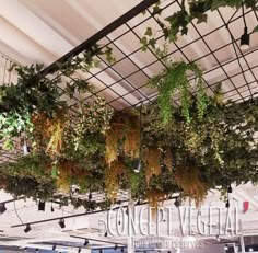 the plants are hanging from the ceiling in the building