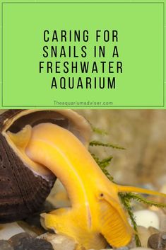 a snail crawling on some rocks with the words caring for snails in a fresh water aquarium