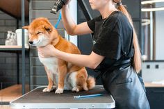 a woman grooming a dog with a blow dryer