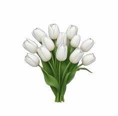 a bouquet of white tulips on a white background