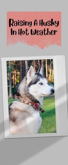 a polaroid photo of a husky dog with the caption raising a husky in hot weather