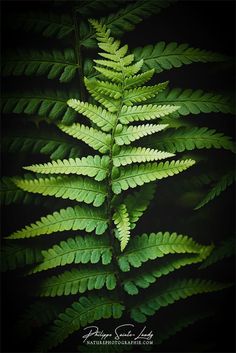 a fern leaf is shown in the dark