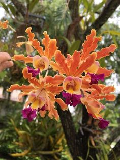 an orange and purple flower is in the foreground with trees in the back ground