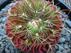 a close up of a cactus plant in a pot with rocks and gravel around it