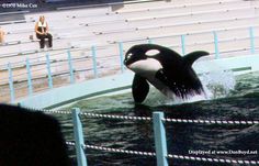 an orca jumping out of the water at seaworld