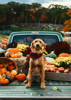 a dog is sitting in the back of a truck with pumpkins and gourds