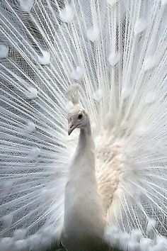 a white peacock with its feathers spread out