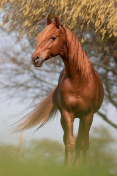 a brown horse standing next to a tree