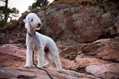 a small white dog standing on top of a rock