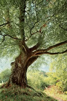 a large tree with lots of leaves on it's branches in the middle of a field