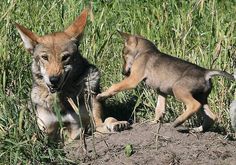 two puppies playing in the grass near each other on a sunny day with one looking at the camera