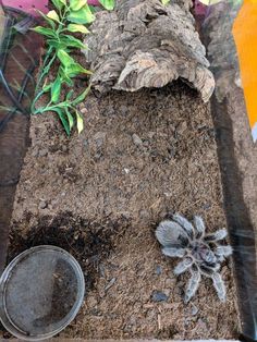 a spider crawling in the dirt next to a potted plant