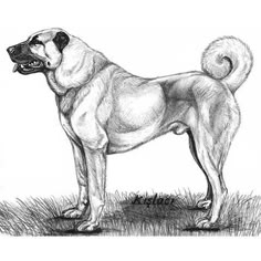 a drawing of a dog standing in the grass