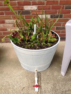 a potted plant sitting on top of a sidewalk