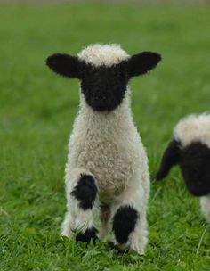 two black and white sheep standing in the grass