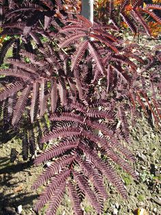 a purple plant in the middle of some dirt