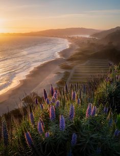 the sun is setting over an ocean with purple flowers in front of it and hills to the side