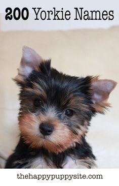 a small black and brown dog sitting on top of a white couch with the words yorkie names above it