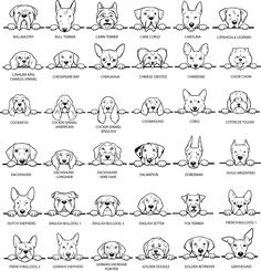 the different types of dogs that are in each dog's head and neck length