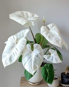 Houseplant Ideas, Alocasia Plant, Plants Are Friends, Plant Diseases, Plant Aesthetic, Colorful Plants, Vegetable Garden Design