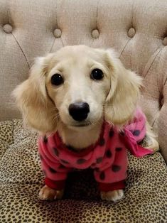 a white dog wearing a pink shirt and black polka dots sitting on top of a couch