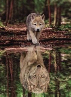 a wolf walking across a forest filled with green grass and trees, reflected in the water