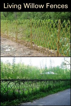 there are two pictures with plants growing on the fence and in the grass behind them