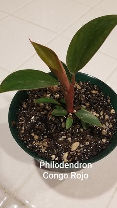 a small potted plant with green leaves in it on a white tile flooring