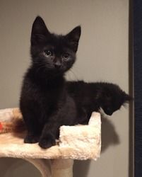 two black kittens sitting on top of a scratching post